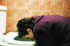 Katie (Nurit Monacelli) forces herself to vomit in the restroom.